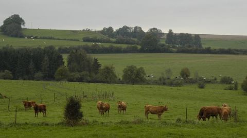 Un scénario propose de créer une aide à l’UGB bovine, pour les UGB de plus de 16 mois, plafonnée à 100 UGB, avec un taux de chargement maximal de 1,4 UGB par hectare de surface fourragère. © P. Crapon/GFA Un scénario propose de créer une aide à l’UGB bovine, pour les UGB de plus de 16 mois, plafonnée à 100 UGB, avec un taux de chargement maximal de 1,4 UGB par hectare de surface fourragère. © P. Crapon/GFA