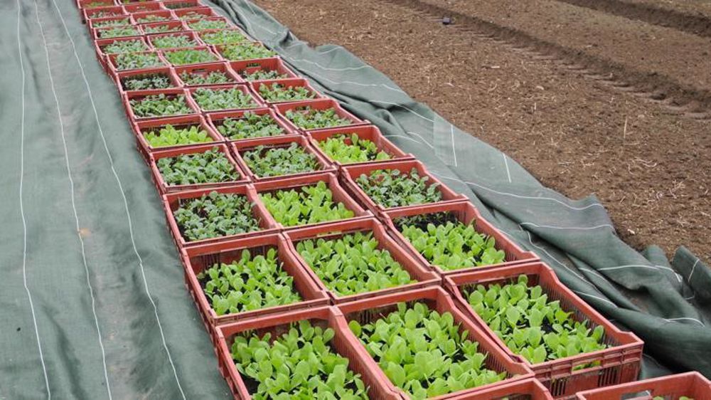 Les projets sélectionnés « répondent aux spécificités de chacun des territoires », comme la valorisation des circuits courts, la relocalisation, la lutte contre la précarité alimentaire, etc. © T. Dhelin/GFA Les projets sélectionnés « répondent aux spécificités de chacun des territoires », comme la valorisation des circuits courts, la relocalisation, la lutte contre la précarité alimentaire, etc. © T. Dhelin/GFA