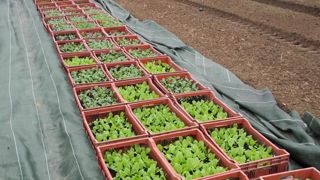 Les projets sélectionnés « répondent aux spécificités de chacun des territoires », comme la valorisation des circuits courts, la relocalisation, la lutte contre la précarité alimentaire, etc. © T. Dhelin/GFA Les projets sélectionnés « répondent aux spécificités de chacun des territoires », comme la valorisation des circuits courts, la relocalisation, la lutte contre la précarité alimentaire, etc. © T. Dhelin/GFA