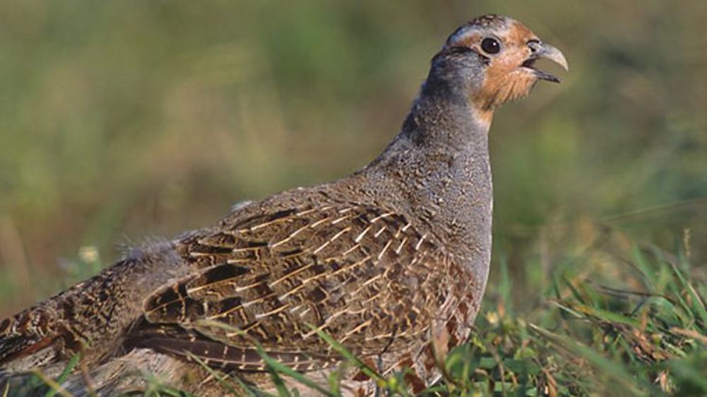 Perdrix grise. © Wikipédia