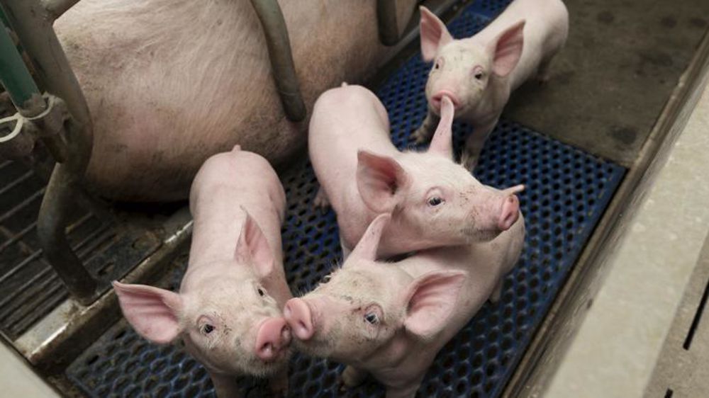 Dans le cadre de la stratégie engagée par la Commission européenne, l’objectif d’introduire un cadre législatif européen simplifié sur le bien-être des animaux n’a pas été atteint. © Yann Cainjo/GFA