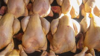 En France, le poulet représente plus des trois quarts des ventes de viande de volaille. © J.-B. Nadeau En France, le poulet représente plus des trois quarts des ventes de viande de volaille. © J.-B. Nadeau