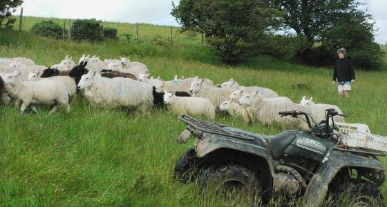 Transhumance