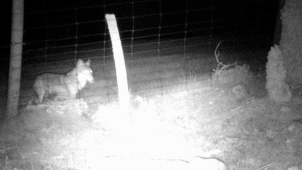 Ce loup a été surpris par un piège photo mis en place par la famille Jouve à Saint-Jean-la-Fouillouse, en Lozère. Ces exploitants à la tête de la ferme de la Toison d’Or ont perdu une quinzaine de moutons pendant l’hiver. Cela représente la moitié de l’effectif de la ferme pédagogique conduite à côté du troupeau de vaches laitières.