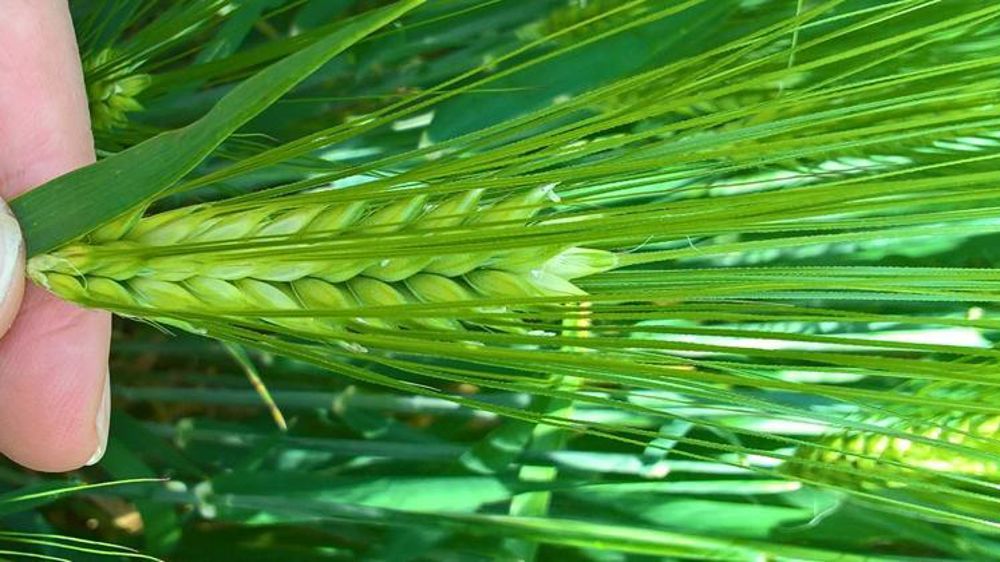 Les orges ont été les plus exposées au gel d’épi. On observe des épillets blanchis, desséchés ou atrophiés. © C. Duffourg
