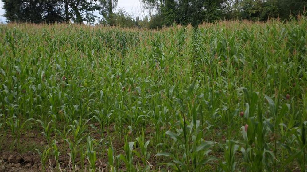 Culture de maïs dans les Côtes-d’Armor en août 2016. © T. Dhelin/GFA