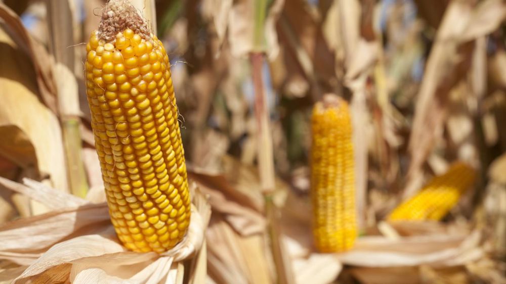 © Sébastien Champion