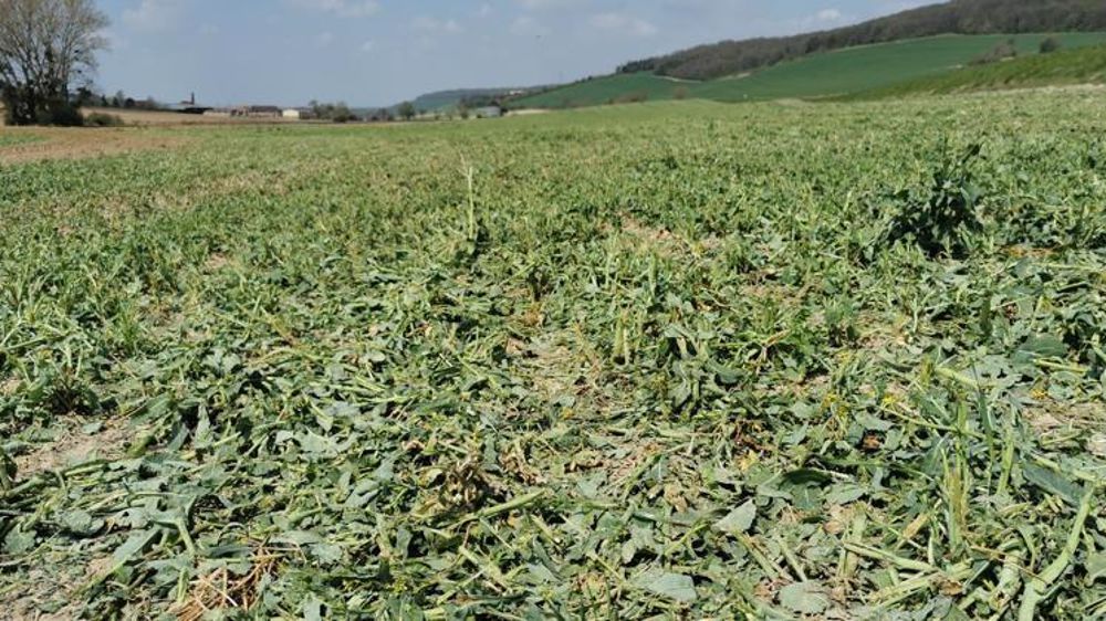 Parcelle de colza de fond de vallée gelée puis broyé sur la ferme de Sophie Nicolardot en avril 2021. © Twitter @NicolardotS