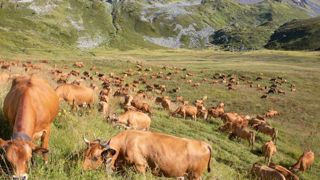L’ICHN consomme une grosse moitié des aides du deuxième pilier de la Pac. Le cofinancement européen passera de 75 % à 65 %. © Claudius Thiriet L’ICHN consomme une grosse moitié des aides du deuxième pilier de la Pac. Le cofinancement européen passera de 75 % à 65 %. © Claudius Thiriet