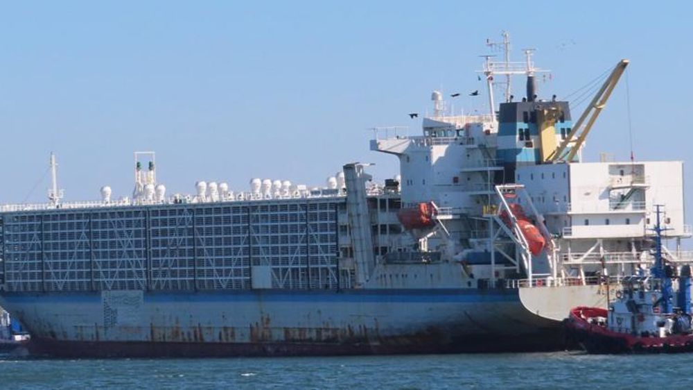 © Twitter Animals international