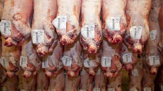 La cotation de l’agneau entrée abattoir s’est affichée à 8,07 €/kg de carcasse juste avant Pâques. © S. Champion La cotation de l’agneau entrée abattoir s’est affichée à 8,07 €/kg de carcasse juste avant Pâques. © S. Champion