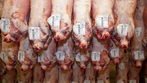 La cotation de l’agneau entrée abattoir s’est affichée à 8,07 €/kg de carcasse juste avant Pâques. © S. Champion La cotation de l’agneau entrée abattoir s’est affichée à 8,07 €/kg de carcasse juste avant Pâques. © S. Champion