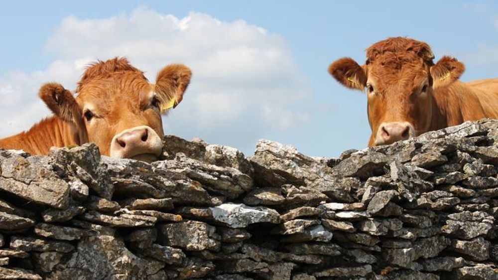 Les éleveurs britanniques ne veulent pas être les victimes de l’accord de libre-échange avec l’Australie. © Pixabay