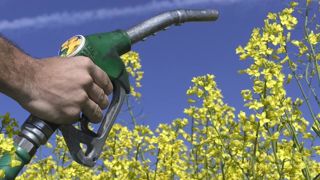 L’utilisation d’huile de colza pour la production de biodiesel pourrait nettement diminuer. © Watier-Visuel L’utilisation d’huile de colza pour la production de biodiesel pourrait nettement diminuer. © Watier-Visuel