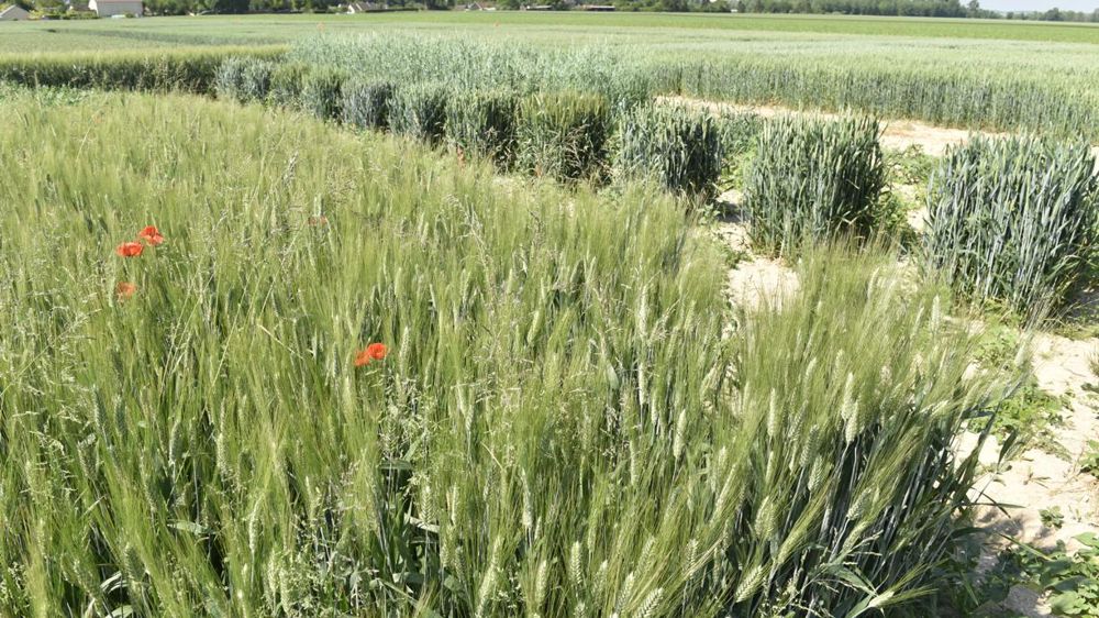 La feuille de route de PlantAlliance sera centrée sur la génétique, la génomique et la biologie végétale mais aussi sur la nutrition et la protection des plantes, le biocontrôle et la biostimulation, l’agronomie et les systèmes de culture, le numérique et les agroéquipements. © Cédric Faimali/GFA