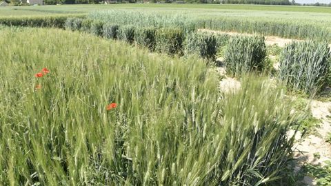 La feuille de route de PlantAlliance sera centrée sur la génétique, la génomique et la biologie végétale mais aussi sur la nutrition et la protection des plantes, le biocontrôle et la biostimulation, l’agronomie et les systèmes de culture, le numérique et les agroéquipements. © Cédric Faimali/GFA La feuille de route de PlantAlliance sera centrée sur la génétique, la génomique et la biologie végétale mais aussi sur la nutrition et la protection des plantes, le biocontrôle et la biostimulation, l’agronomie et les systèmes de culture, le numérique et les agroéquipements. © Cédric Faimali/GFA