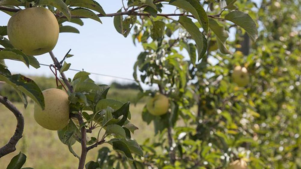 © J.-A. Delevaux/Interfel