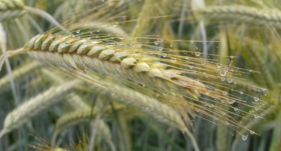 Une seule inscription en triticale pour 2012...