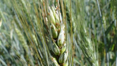 Le seuil de nuisibilité est fixé à un épi sur deux infesté par au moins un puceron. © E. Masson/Arvalis