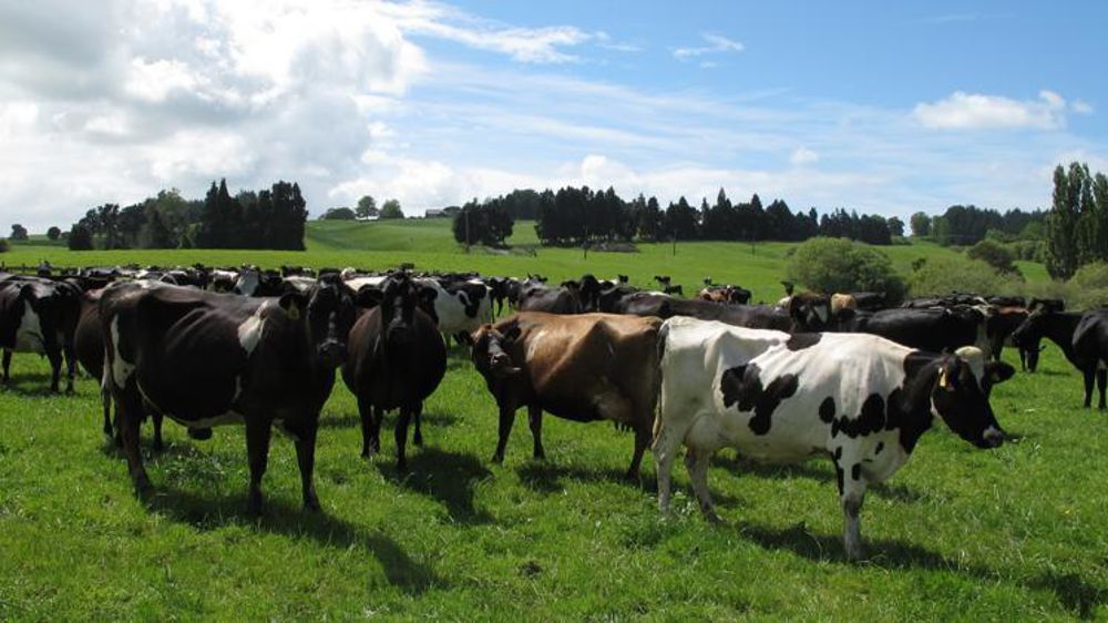 Troupeau en Nouvelle-Zélande. © Carole Hiet/GFA