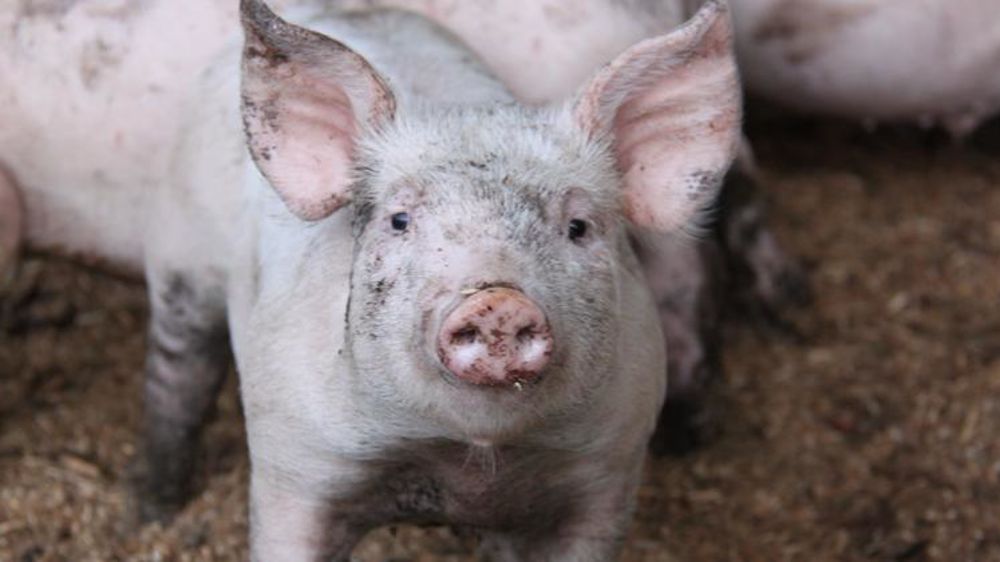 © A. Cardinaux/GFA