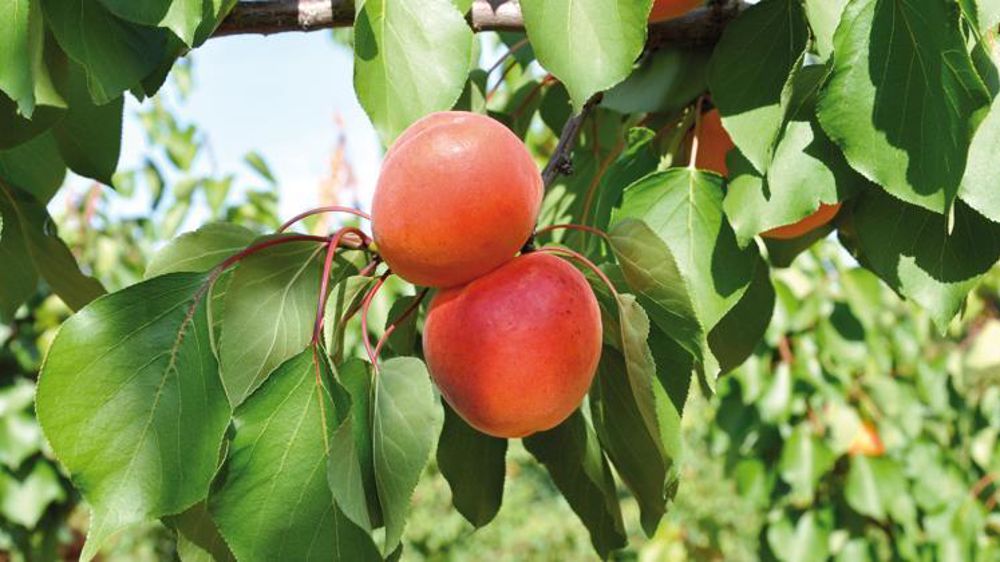 © Philippe Dufour/Interfel