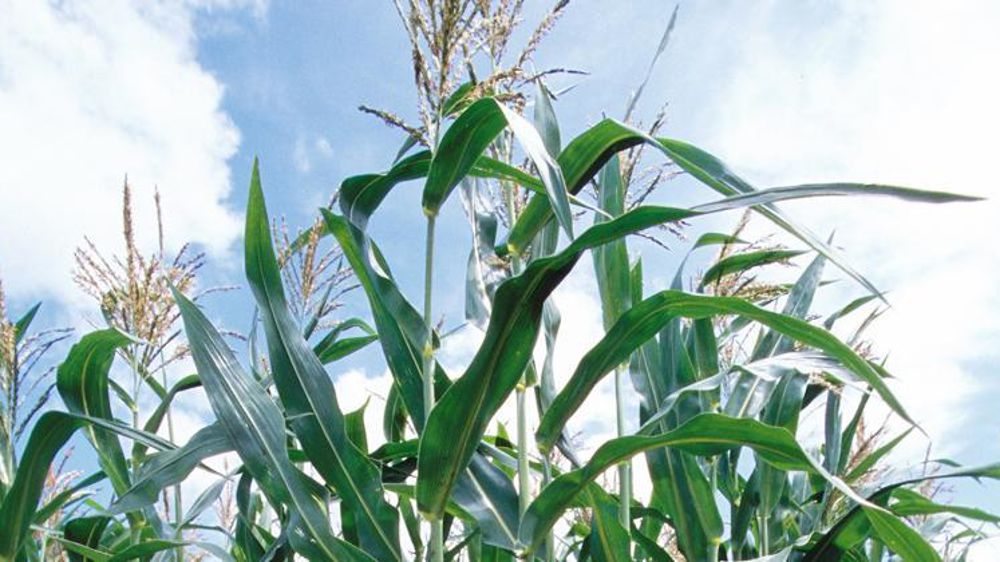 Culture de maïs, photo d’illustration. © Christian Watier