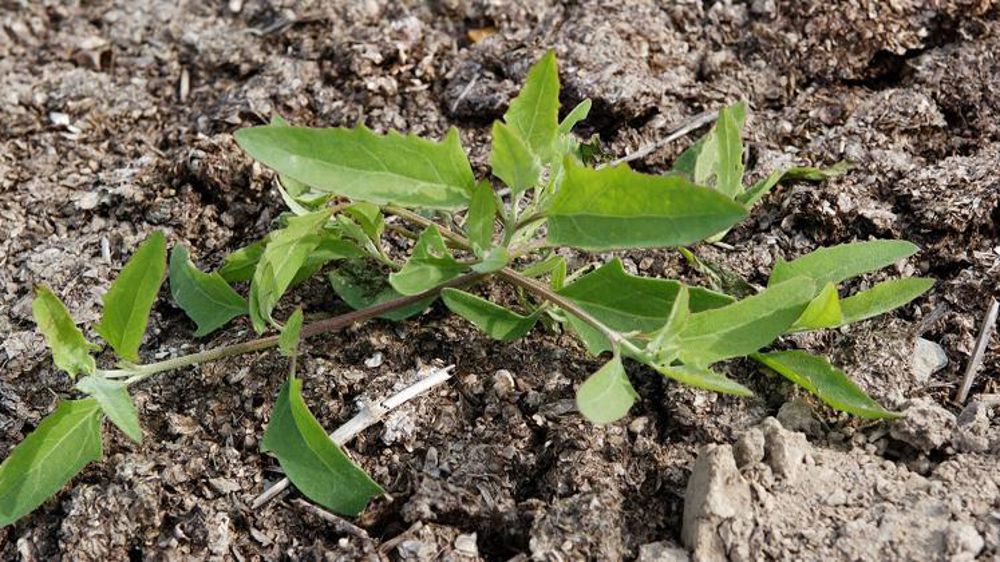 L’arroche étalée est une espèce commune partout en France. © Watier visuel