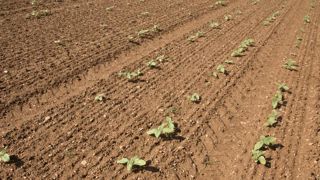 Selon les résultats de l’enquête 2020 de Terres Inovia, le tournesol est le plus concerné par les dégâts parmi les autres cultures oléoprotéagineuses (87 % des déclarations). Le pigeon ramier est « toujours l’ennemi numéro un » avec le plus de signalements (57 %). © S. Champion Selon les résultats de l’enquête 2020 de Terres Inovia, le tournesol est le plus concerné par les dégâts parmi les autres cultures oléoprotéagineuses (87 % des déclarations). Le pigeon ramier est « toujours l’ennemi numéro un » avec le plus de signalements (57 %). © S. Champion
