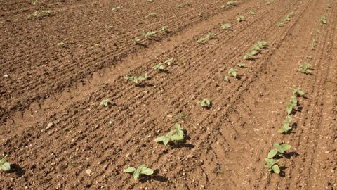 Selon les résultats de l’enquête 2020 de Terres Inovia, le tournesol est le plus concerné par les dégâts parmi les autres cultures oléoprotéagineuses (87 % des déclarations). Le pigeon ramier est « toujours l’ennemi numéro un » avec le plus de signalements (57 %). © S. Champion Selon les résultats de l’enquête 2020 de Terres Inovia, le tournesol est le plus concerné par les dégâts parmi les autres cultures oléoprotéagineuses (87 % des déclarations). Le pigeon ramier est « toujours l’ennemi numéro un » avec le plus de signalements (57 %). © S. Champion
