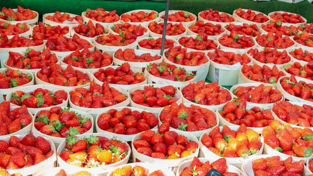 L’accélération de la production de fraises grâce aux températures élevées a embouteillé le marché jusqu’à faire chuter brutalement les prix en juin 2021. ©Agnès Massiot/GFA