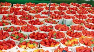 L’accélération de la production de fraises grâce aux températures élevées a embouteillé le marché jusqu’à faire chuter brutalement les prix en juin 2021. ©Agnès Massiot/GFA L’accélération de la production de fraises grâce aux températures élevées a embouteillé le marché jusqu’à faire chuter brutalement les prix en juin 2021. ©Agnès Massiot/GFA