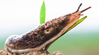 La limace grise (Deroceras reticulatum) s’attaque préférentiellement aux feuilles et plus rarement aux graines, lorsque celles-ci sont à la surface du sol. Les dégâts sur graines ou germes sont plutôt le fait de la limace noire (Arion hortensis). © Claudius Thiriet La limace grise (Deroceras reticulatum) s’attaque préférentiellement aux feuilles et plus rarement aux graines, lorsque celles-ci sont à la surface du sol. Les dégâts sur graines ou germes sont plutôt le fait de la limace noire (Arion hortensis). © Claudius Thiriet