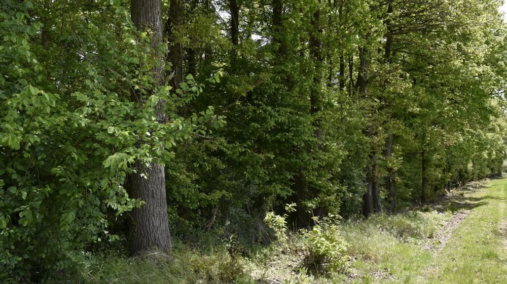 © Cédric Faimali/GFA