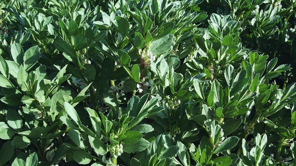 « 3 t MS/ha de repousses de féveroles  permettent  une restitution de l’ordre de 50 kg N/ha. L’apport net total est donc d’environ 70 kg N/ha, ce qui est plus intéressant que les 23 kg N/ha obtenus uniquement avec l’enfouissement des pailles », illustre François Boissinot. © Watier Visuel 