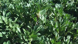 « 3 t MS/ha de repousses de féveroles permettent une restitution de l’ordre de 50 kg N/ha. L’apport net total est donc d’environ 70 kg N/ha, ce qui est plus intéressant que les 23 kg N/ha obtenus uniquement avec l’enfouissement des pailles », illustre François Boissinot. © Watier Visuel « 3 t MS/ha de repousses de féveroles permettent une restitution de l’ordre de 50 kg N/ha. L’apport net total est donc d’environ 70 kg N/ha, ce qui est plus intéressant que les 23 kg N/ha obtenus uniquement avec l’enfouissement des pailles », illustre François Boissinot. © Watier Visuel