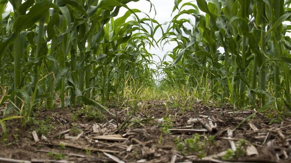 Les parcelles sur lesquelles ont été prélevées les colonnes de sol étaient conduites en monoculture de maïs pour les systèmes en labour, et en rotation (maïs, soja, céréales) pour ceux en agriculture de conservation. © S. Champion