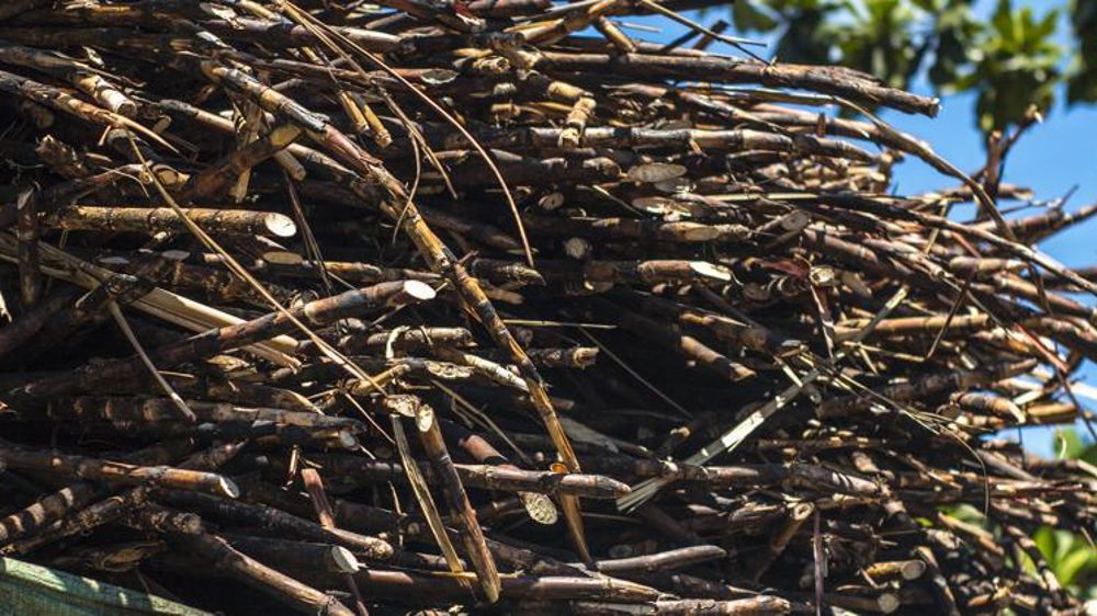 Canne à sucre. © Pixabay