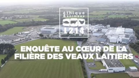 L’association anti-élevage s’en prend à la filière des veaux de boucherie d’une des coopératives actionnaires de Laïta dans son combat pour le véganisme. © L214