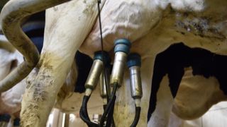 Dans un contexte équilibré entre l’offre et la demande, les prix du beurre et de la poudre maigre restent stables. © Cédric Faimali/GFA Dans un contexte équilibré entre l’offre et la demande, les prix du beurre et de la poudre maigre restent stables. © Cédric Faimali/GFA