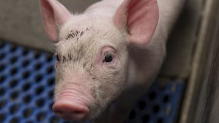 La Fédération française des industriels, charcutiers et traiteur compte sur la loi Egalim 2 pour permettre aux éleveurs d’avoir recours aux techniques de castration alternatives, plus coûteuses. © Yann Cainjo La Fédération française des industriels, charcutiers et traiteur compte sur la loi Egalim 2 pour permettre aux éleveurs d’avoir recours aux techniques de castration alternatives, plus coûteuses. © Yann Cainjo