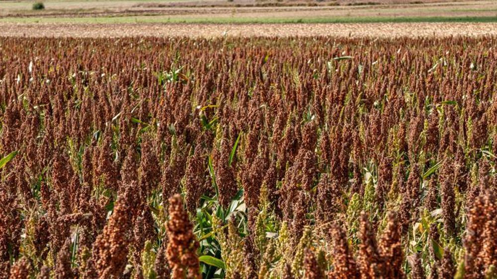 Selon Serge Zaka, le sorgho fait partie des espèces à explorer pour faire face au changement climatique. © Agnès Massiot
