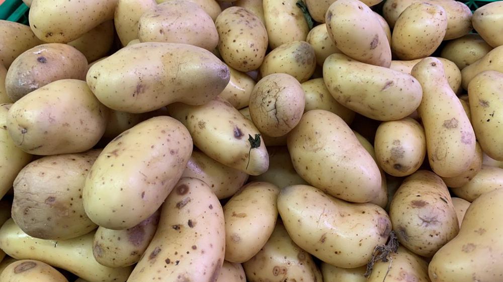 La Coordination rurale estime que les producteurs de pommes de terre ne doivent pas être exclus de la règle de non-négociabilité des prix des matières premières de la loi Egalim 2. © Cédric Faimali/GFA