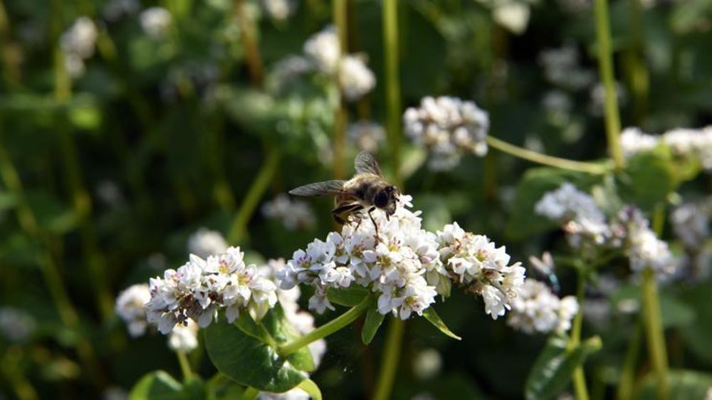 Les traitements exclusivement à partir du coucher du soleil constituaient « une réelle avancée réglementaire en faveur de la faune pollinisatrice pour le butinage des cultures en fleurs et aussi de la protection des riverains », indique le collectif. © Cédric Faimali/GFA