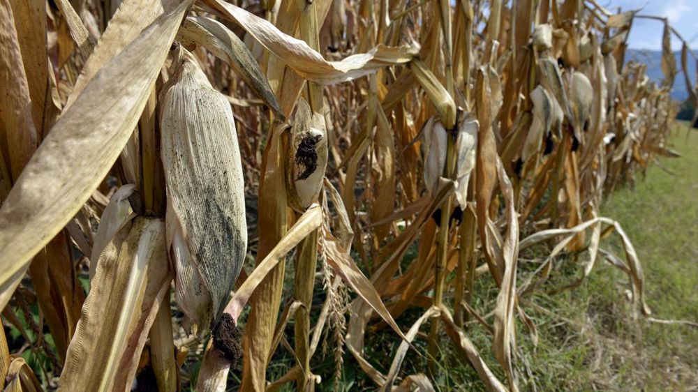 © Cédric Faimali/GFA