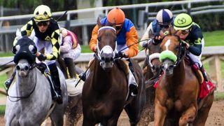 Une chaîne de télévision australienne a annoncé que l’abattage des chevaux de course à la retraite serait une pratique plus courante que ce que l’on croyait. (Photo d’illustration) © Pixabay Une chaîne de télévision australienne a annoncé que l’abattage des chevaux de course à la retraite serait une pratique plus courante que ce que l’on croyait. (Photo d’illustration) © Pixabay