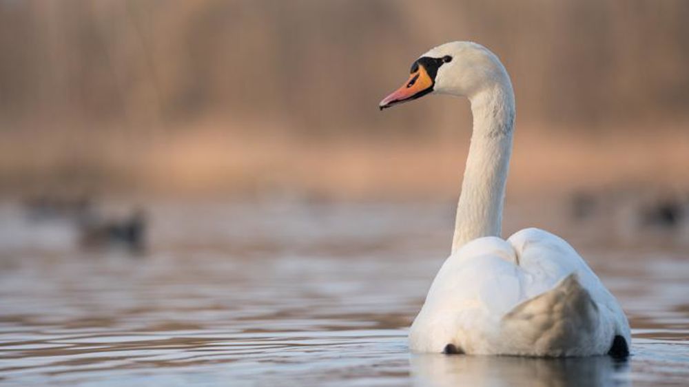 Des cygnes ont été retrouvés morts de la grippe aviaire sur le lac de Madine en Lorraine. © Pixabay