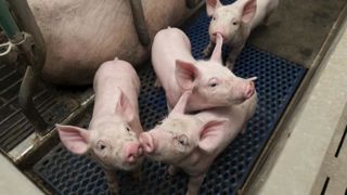 Les éleveurs qui poursuivront la castration des porcs après le 31 décembre 2021 devront recourir à une méthode de prise en charge de la douleur, et suivre deux formations obligatoires. © Yann Cainjo/GFA Les éleveurs qui poursuivront la castration des porcs après le 31 décembre 2021 devront recourir à une méthode de prise en charge de la douleur, et suivre deux formations obligatoires. © Yann Cainjo/GFA