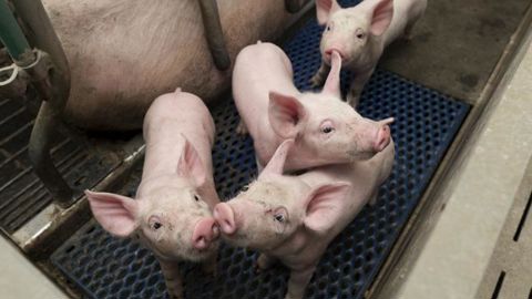 Les éleveurs qui poursuivront la castration des porcs après le 31 décembre 2021 devront recourir à une méthode de prise en charge de la douleur, et suivre deux formations obligatoires. © Yann Cainjo/GFA Les éleveurs qui poursuivront la castration des porcs après le 31 décembre 2021 devront recourir à une méthode de prise en charge de la douleur, et suivre deux formations obligatoires. © Yann Cainjo/GFA