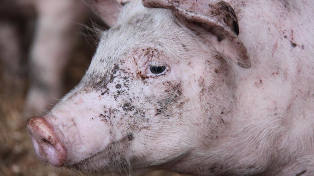 © Alain Cardinaux/GFA